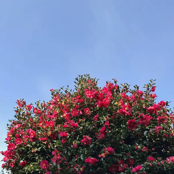 Güzel botanik fotoğrafı, doğal duvar kağıdı.