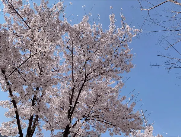 Ormanın güzel manzarası