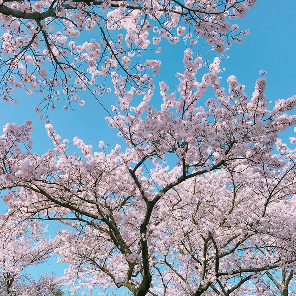 Japonya 'da kiraz çiçeği, sakura