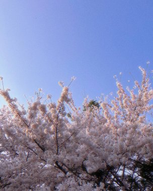 Güzel botanik fotoğrafı, doğal duvar kağıdı.