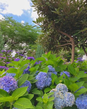 Bahçedeki güzel çiçekler