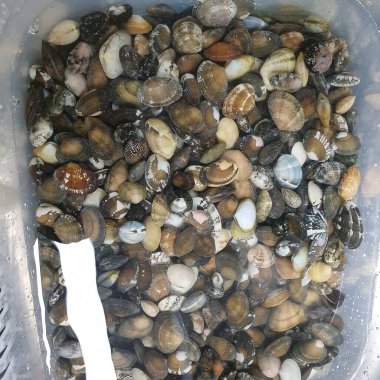 Bir deniz kabuğunun yakın çekimi.