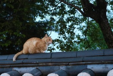 Çatıda oturan sevimli bir kedinin yakın plan fotoğrafı.