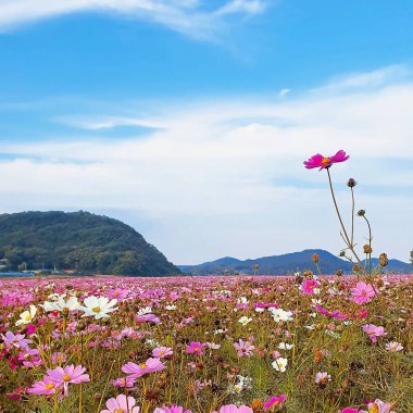 Bahçedeki güzel kozmos çiçekleri
