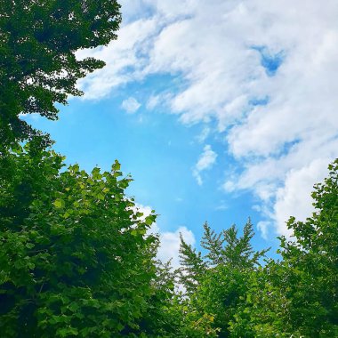 yeşil yapraklar, bitkiler ve yapraklar