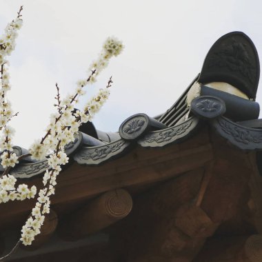 İlkbaharda çiçekli kiraz ağacı