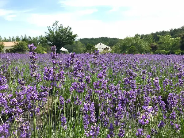 Tarlada güzel lavanta çiçekleri