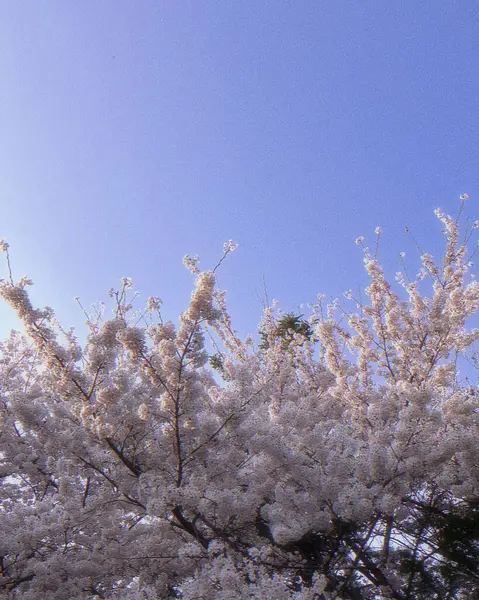 Güzel botanik fotoğrafı, doğal duvar kağıdı.