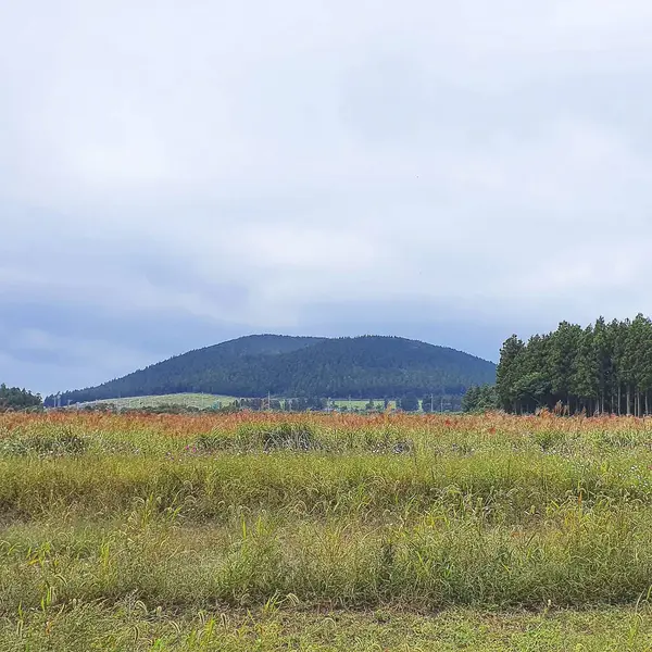 Çimen ve orman manzarası.