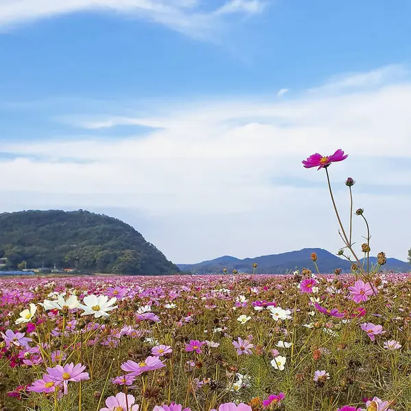Bahçedeki güzel kozmos çiçekleri
