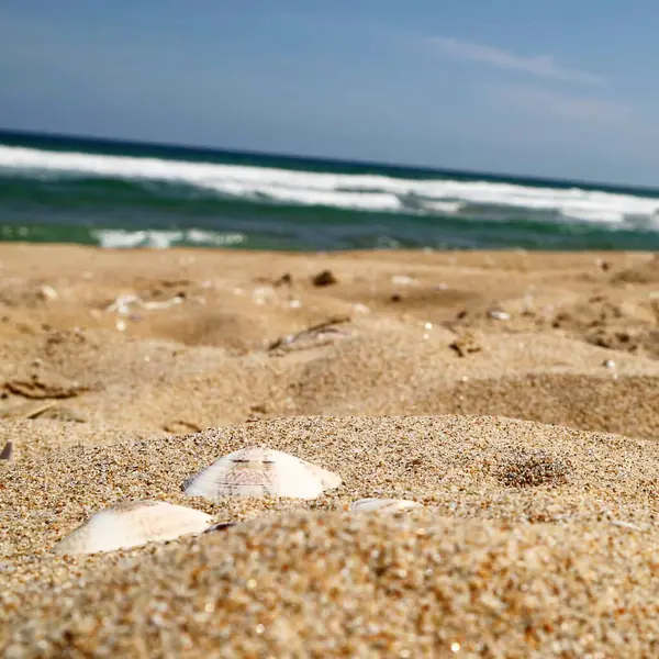 Baltık Denizi sahillerinde güzel deniz kabukları.