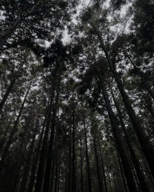 Ormanın güzel manzarası