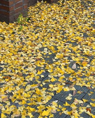 Yere düşen sarı sonbahar yaprakları. bir ağacın sonbahar yaprakları.