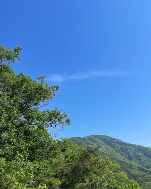 Mavi gökyüzünde yeşil ormanlı dağ manzarası