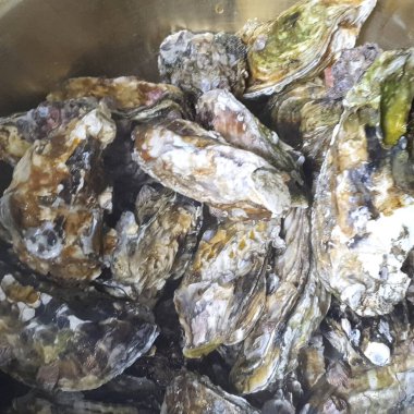 Pazarda taze deniz ürünleri.