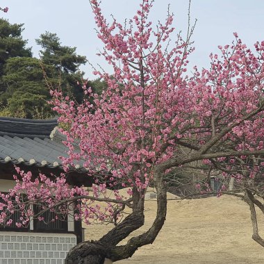 Parkta güzel bahar çiçekleri