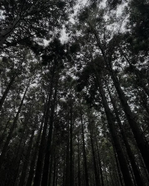 Ormanın güzel manzarası