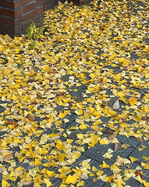 Yere düşen sarı sonbahar yaprakları. bir ağacın sonbahar yaprakları.