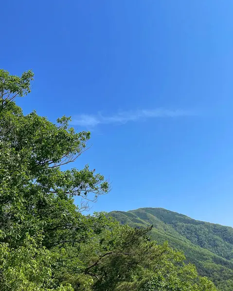 Mavi gökyüzünde yeşil ormanlı dağ manzarası