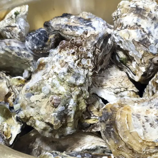 İstiridyeleri kapatın.