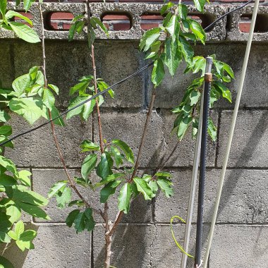 yeşil bitki ile duvar