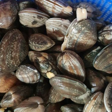 Pazarda taze deniz ürünleri