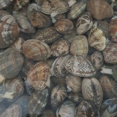 Kumsalda taze deniz kabukları