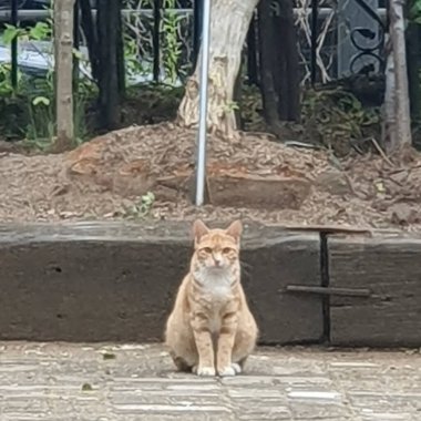 Kedi sokakta oturuyor.