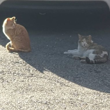 Kedi yerde oturuyor.