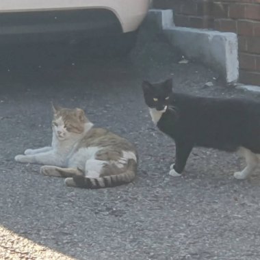 Siyah beyaz kedi sokakta oturuyor.