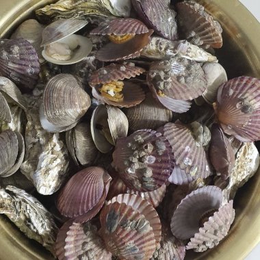 Bir kasede taze deniz kabukları