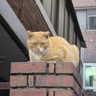 Kedi sokakta oturuyor.