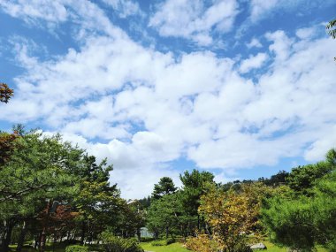 Güzel bir manzara Ağacı ve mavi gökyüzü
