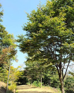 Japonya parkının sonbahar manzarası