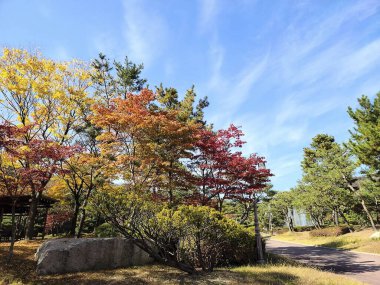 Ağaçlar ve yapraklarla dolu güzel sonbahar manzarası