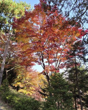 Sonbahar yaprakları, sonbahar bitkileri