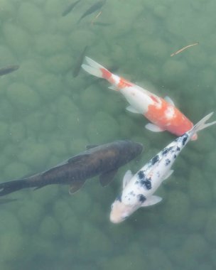 Koi balığı gölde, Japonya