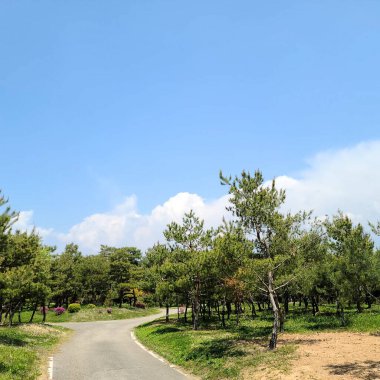 Ormanı yaz aylarında yol