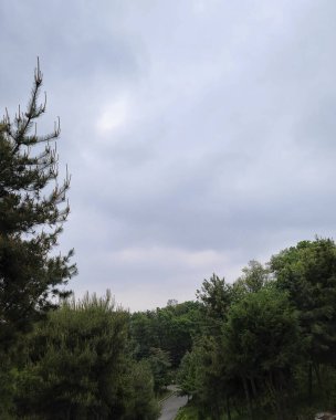 Ormanın güzel manzarası