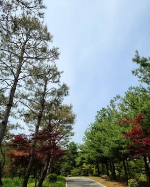 Ormanın güzel manzarası