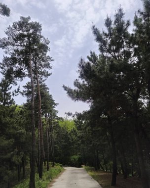 Parkın güzel manzarası