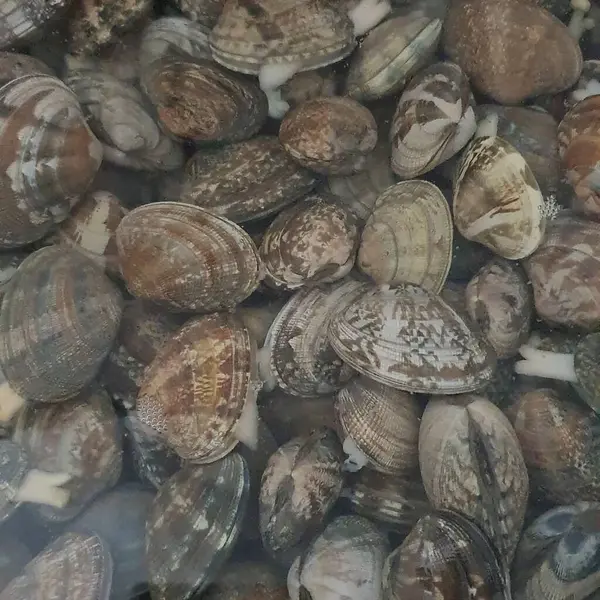 Kumsalda taze deniz kabukları