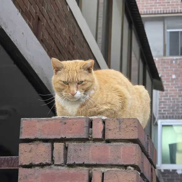 Kedi sokakta oturuyor.