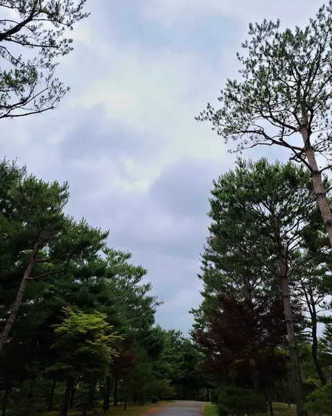 Ormanın güzel manzarası