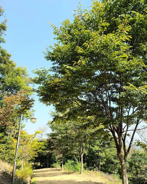 Japonya parkının sonbahar manzarası