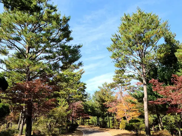 Ağaçlar ve yapraklarla dolu güzel sonbahar manzarası