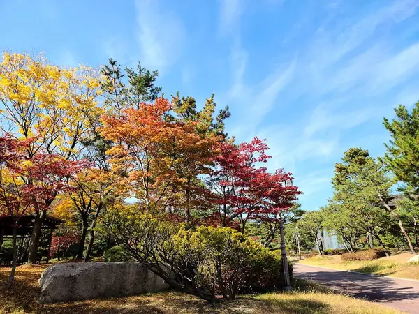 Ağaçlar ve yapraklarla dolu güzel sonbahar manzarası