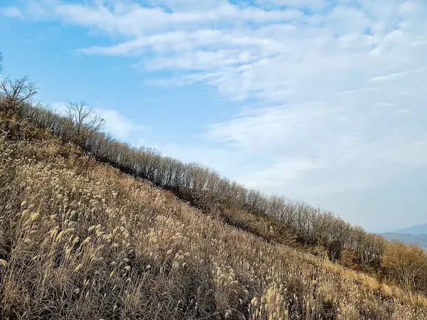 Ağaçlı ve karlı güzel bir manzara.