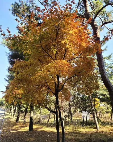 Ağaçlar ve yapraklarla dolu sonbahar manzarası