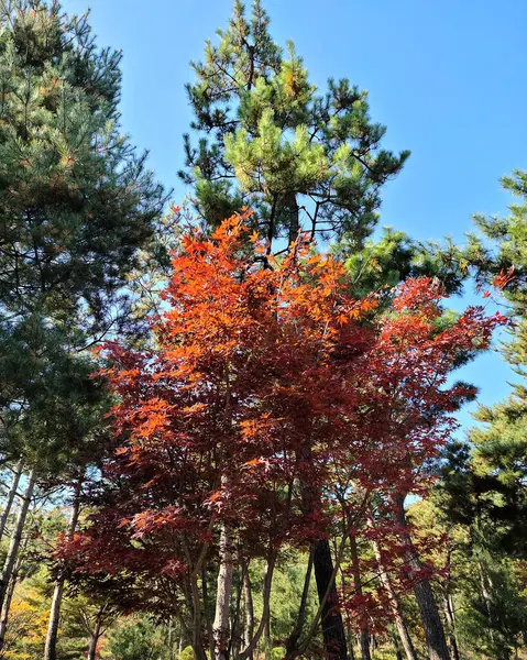 Sonbahar yaprakları, sonbahar bitkileri